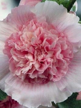 Hollyhock Pink White Seeds for Planting – Organic, Heirloom, Non-GMO Seeds